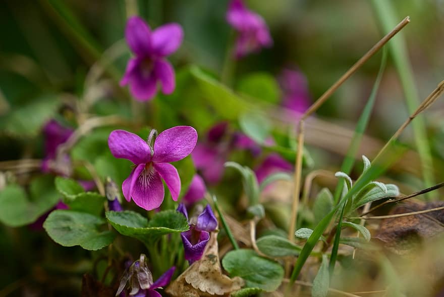 violer, Søde violer, Engelske violer, viola odorata, blomster, forår, have, plante, tæt på, blad, blomst