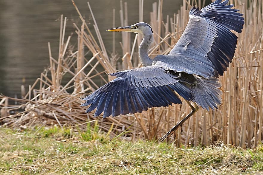 airone cenerino, uccello, animale, airone, uccello acquatico, lago, prato, natura, piume, becco, animali allo stato selvatico