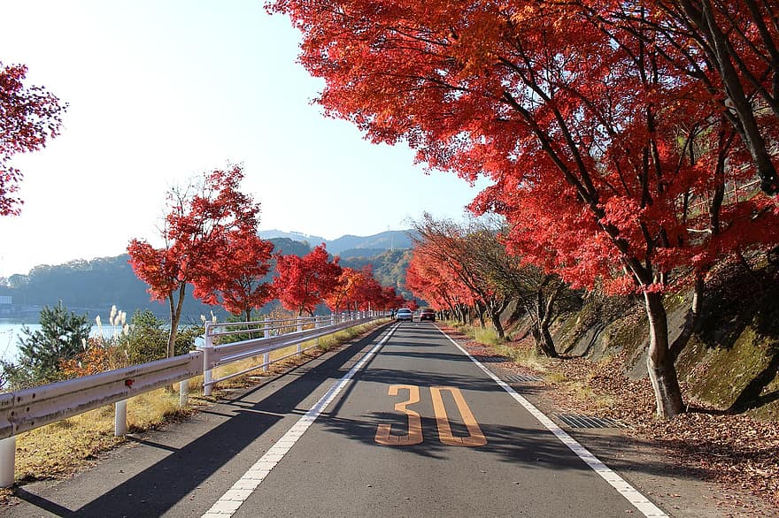 път, магистрала, дървета, листа, шума, есен