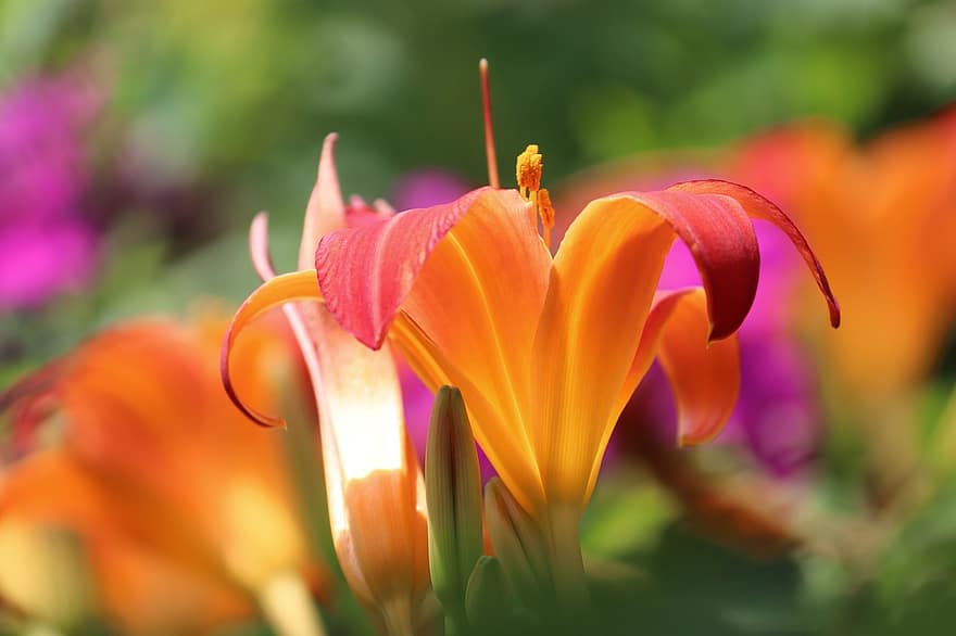 lilie, oranžový, růžový, lilium, duhovka, tyčinek, květ, rozkvetla, Příroda, zblízka, květinová zahrada