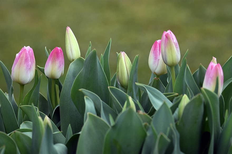 flors, tulipes, primavera, naturalesa, primer pla, botànica, estacional, florir, flor, creixement, planta