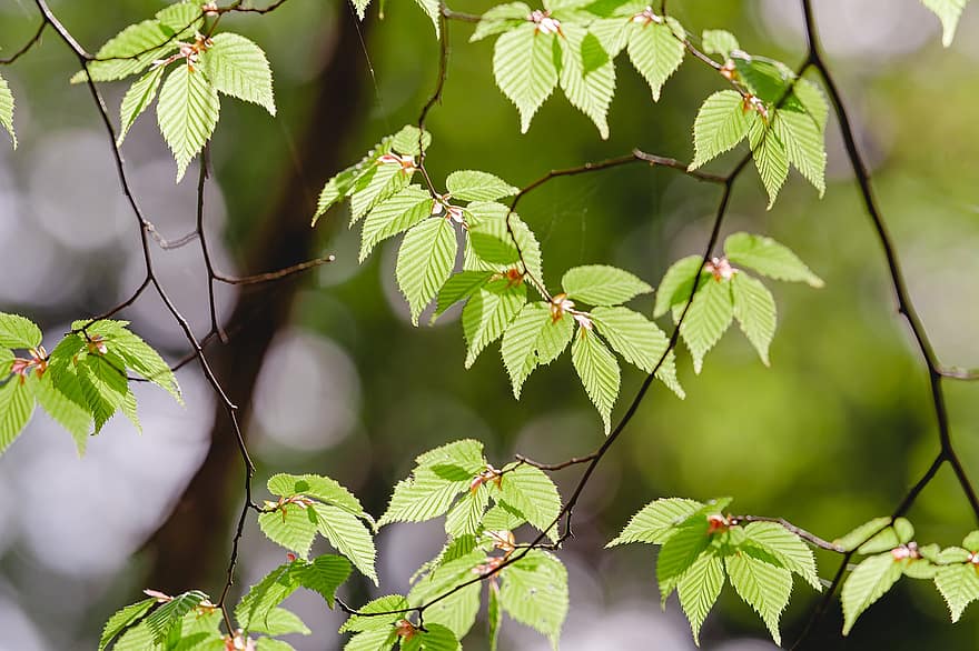дърво, млади листа, пружина, Carpinus Laxiflora, листо, зелен цвят, клон, растение, пролетно време, гора, свежест
