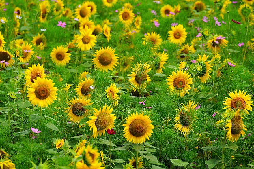 solros, sommar, blomma, natur, vild, blommor, gul, trädgård, grön, bi, kronblad