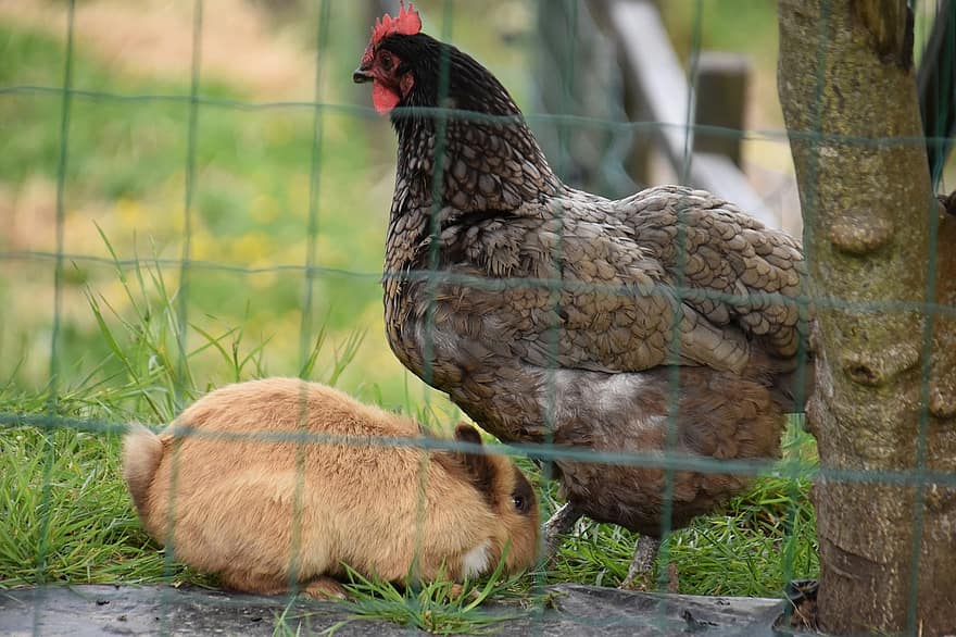 حيوانات المزرعة ، دجاجة ، أرنب قزم ، مزرعة ، طبيعة ، دجاج ، أرنب