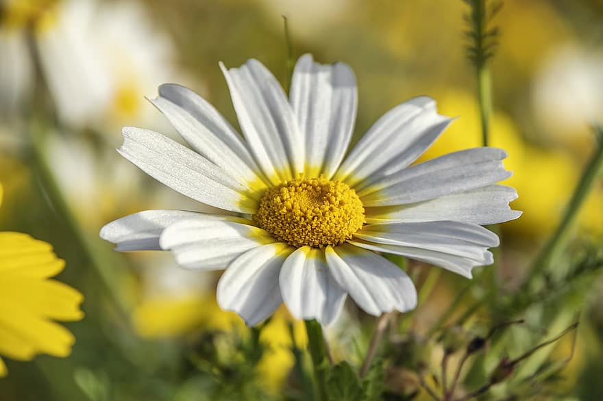 Daisy, Flower, Plant, White Flower, Petals, Bloom, Spring, Nature