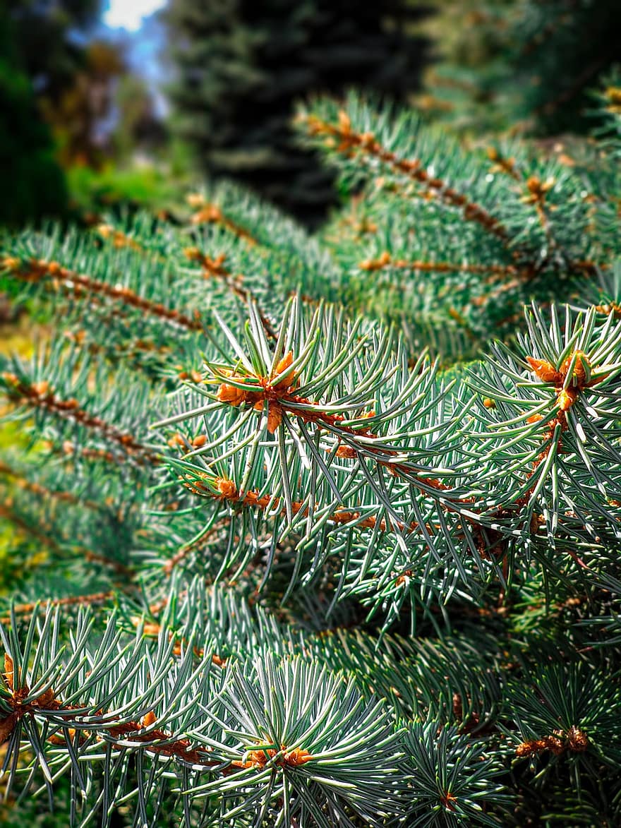 árbol de Navidad, agujas, rama, pino, picea, conífera, hojas, árbol, planta, naturaleza