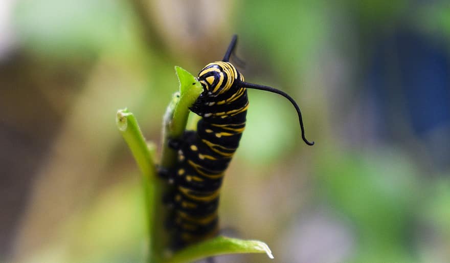 housenka, larva, hmyz, antény, červ, lepidoptera, životní prostředí, metamorfóza, motýl, stvoření, monarcha