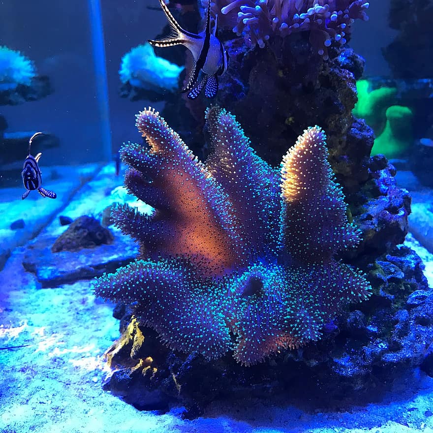 akvarium, anemone, korall, fisk, under vann, blå, sand, cardinalfish