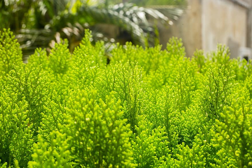 groene plant, fabriek, tuin-, natuur, groene kleur, blad, detailopname, zomer, achtergronden, versheid, bloem