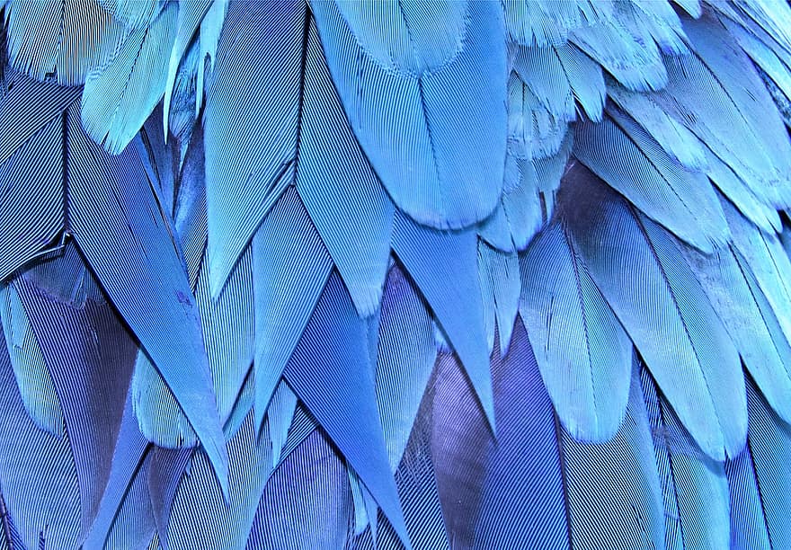 asas, pena, plumagem, textura, fundo
