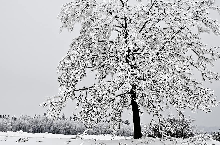 drzewo, samotny, pokryte śniegiem, biel, czarny, zimowy, śnieg, las, pora roku, mróz, lód
