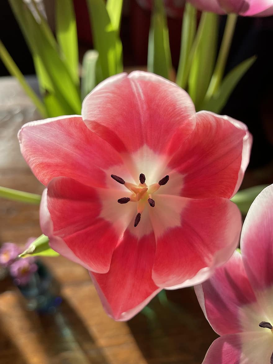 Tulpen, Blume, Blütenblätter, Flora, Frühling, Nahansicht, Pflanze, Blütenblatt, Blütenkopf, Blatt, Sommer-