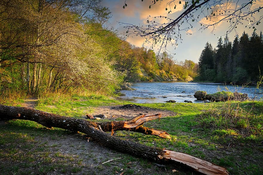 Glade, Meadow, Tree Trunk, River, Lech, Forest, Riverbank, Embankment, Water, Landscape, tree