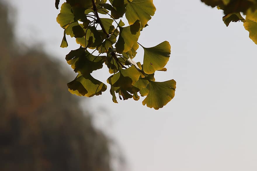 Gingko Leaves, Leaves, Foliage, Flora, Botany, Autumn, leaf, tree, yellow, plant, branch