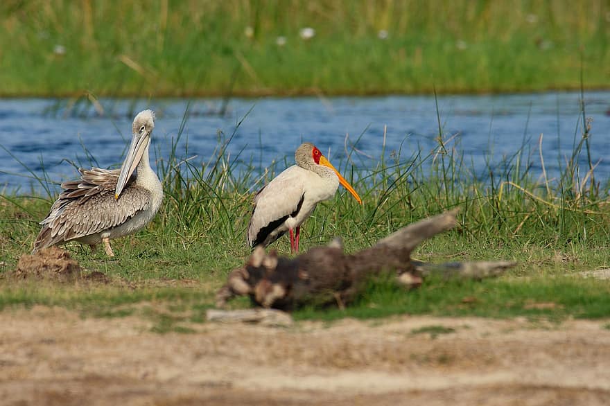 सारस, पीले बिल वाले सारस, लकड़ी के सारस, लकड़ी ibis, पक्षियों