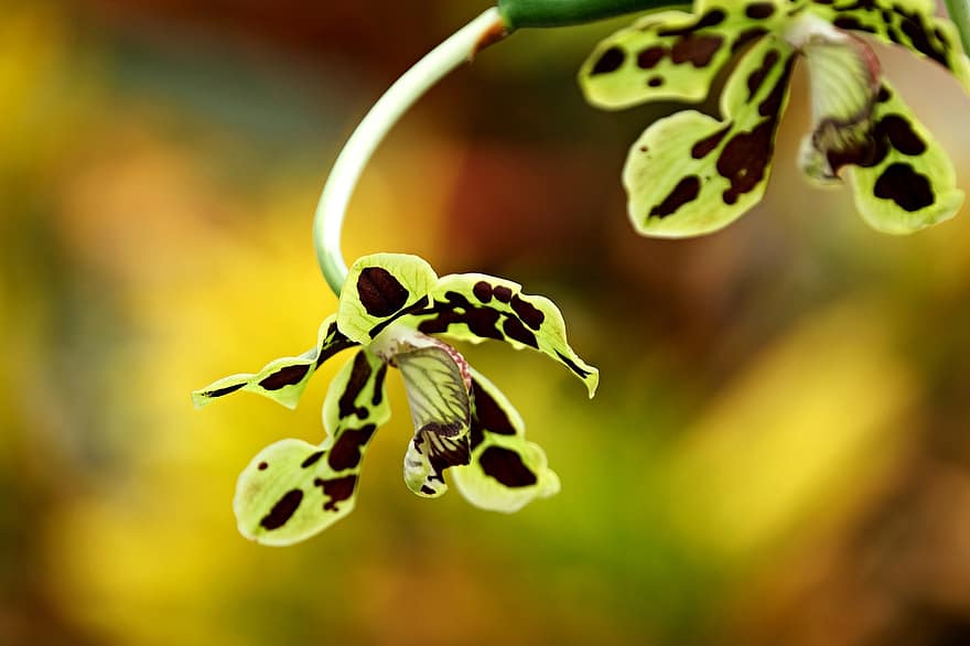 orquídea, flores, plantar, Papua Orquídea, pétalas, flor, flora, natureza, cor verde, fechar-se, folha