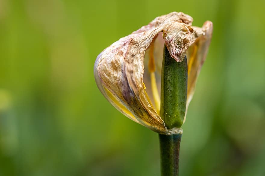 Ulip, Wilted, Flower, Plant, Faded, Dried, Petals, Flora, Garden, Spring, Nature