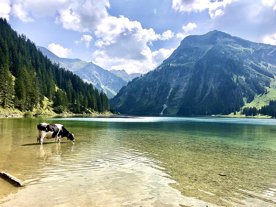 lago, vaca, montañas, Tirol, Austria, Alpes, naturaleza, montaña, verano, paisaje, agua