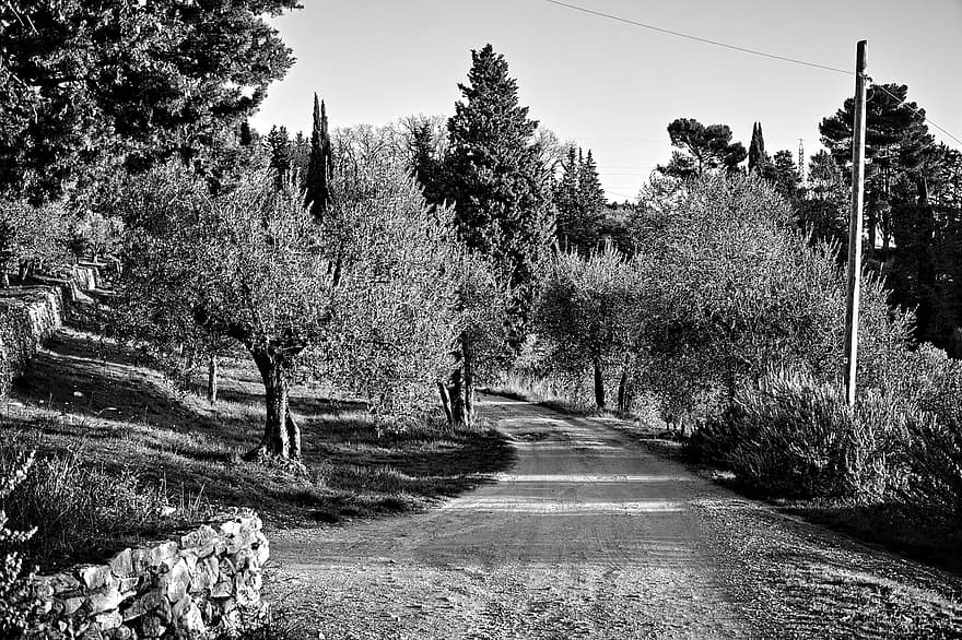 Carretera bruta, carretera, arbres, oliveres, xiprers, carretera nacional, rural, camp, florència, Toscana, Itàlia