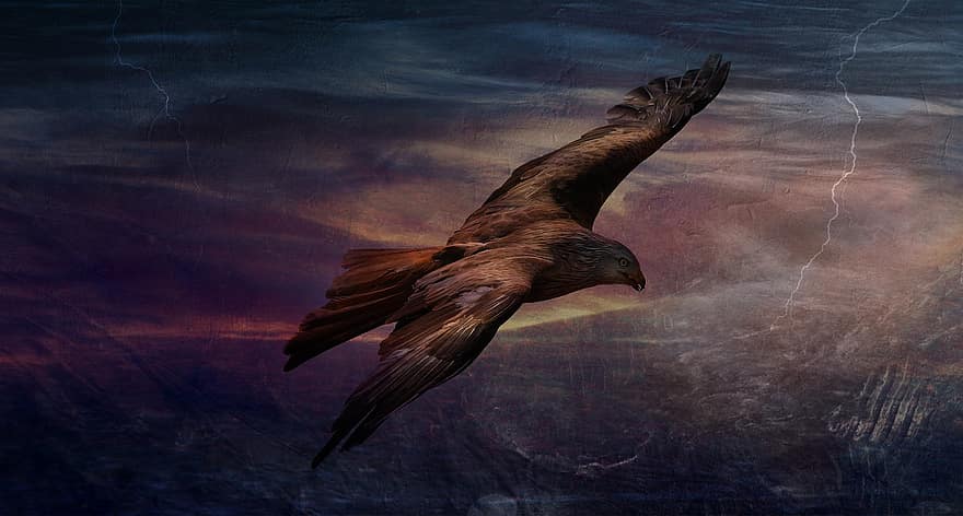 Adler, vuelo, tormenta, ave de rapiña, volador, animal