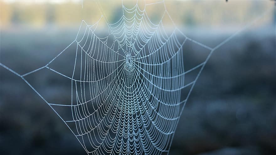 Nature, Spider Web, Dew, Dewdrops, Droplets, Cobweb, Spider Silk