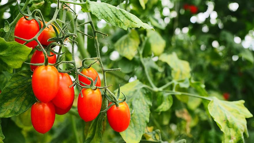 Tomaten, frisch, reif, rote Tomaten, Gemüse, frische Tomaten, reife Tomaten, produzieren, Ernte, frisches Erzeugnis, Lebensmittel