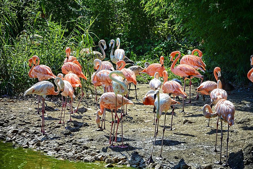 flamingos, lagoa, França, parque, villars-les-dombes