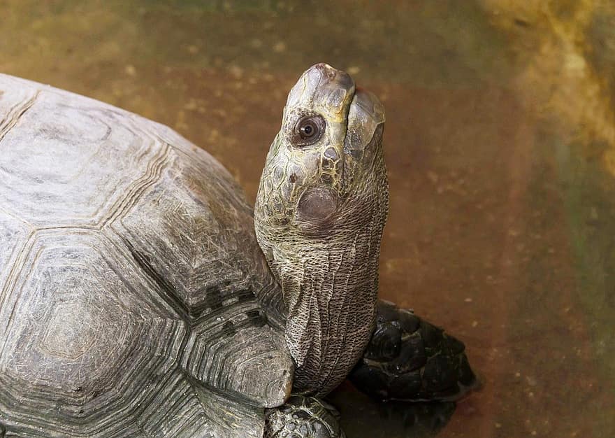 Tortoise, Turtle, Animal, Shell, Carapace, Reptile, Wildlife, Nature, endangered species, animals in the wild, slow