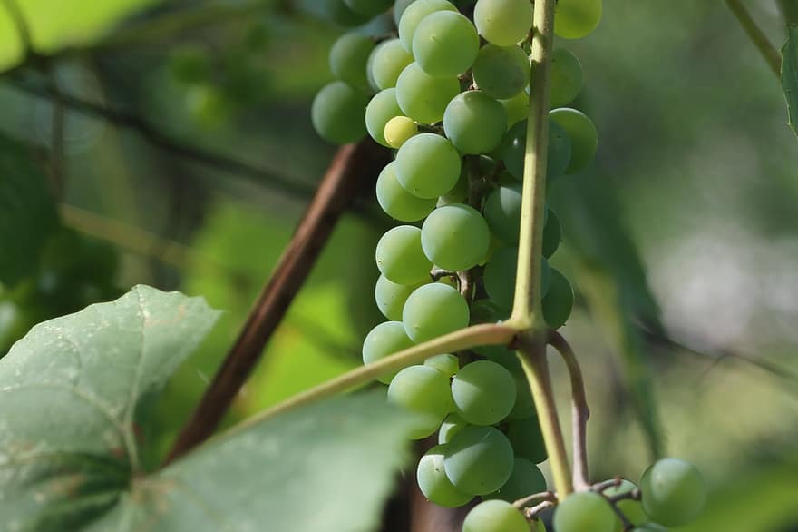 зелений виноград, виноградна лоза, фрукти