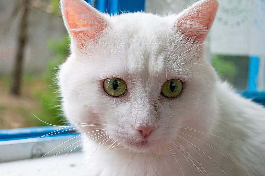 Пухнастий білий кіт, кішка, домашня тварина, пухнаста кішка, білий кіт, тварина, котячих, ссавець, милий кіт, чарівні кішки, домашня кішка