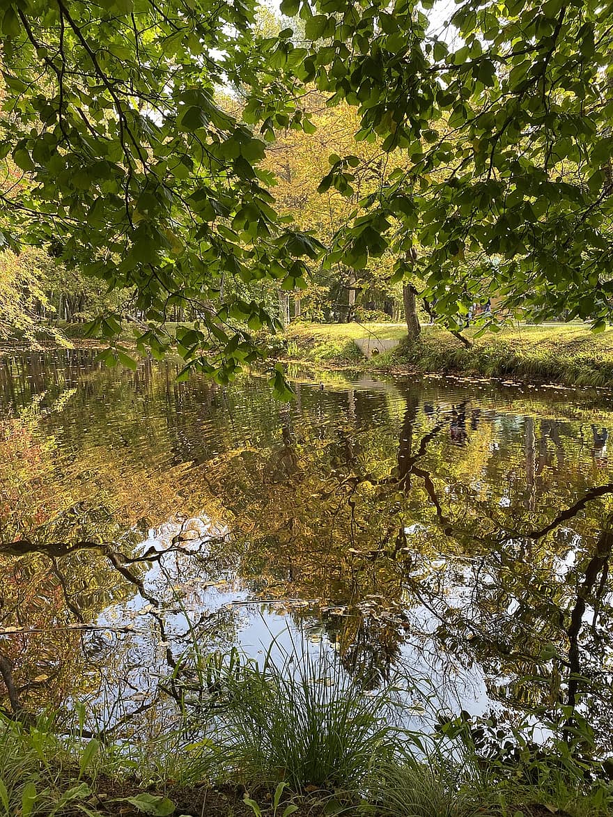 湖、パーク、秋、水、反射、森林、自然、木、葉