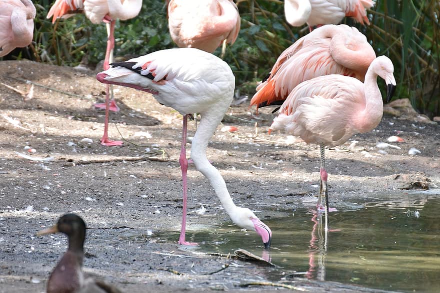 flamingoer, fugle, flok, dyr, fjerdragt, flod, sump, fjer, næb, sedler, langbenet
