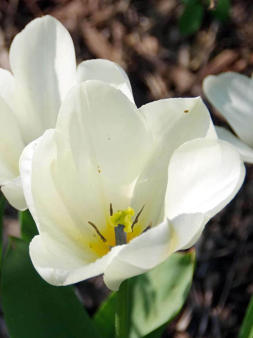 hvite blomster, tulipaner, hvite tulipaner, blomster, vår, natur, flora, botanikk, hage, nærbilde, blomst