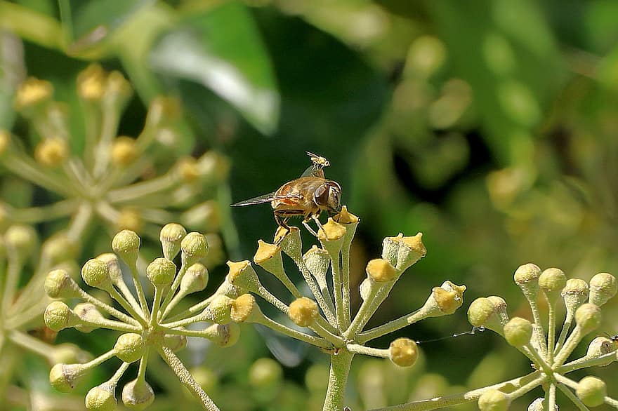 insecto, volar, entomología, macro, especies, Flor de hiedra, de cerca, planta, mosquito