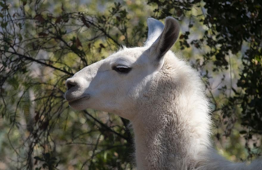 llama, binatang, dijinakkan, Gunung Andes