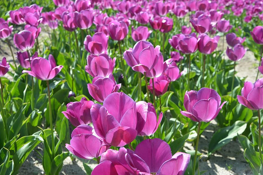 flores, tulipas, Campos, Cultivos de tulipas, plantas, flora, floração, tulipa, flor, plantar, cabeça de flor