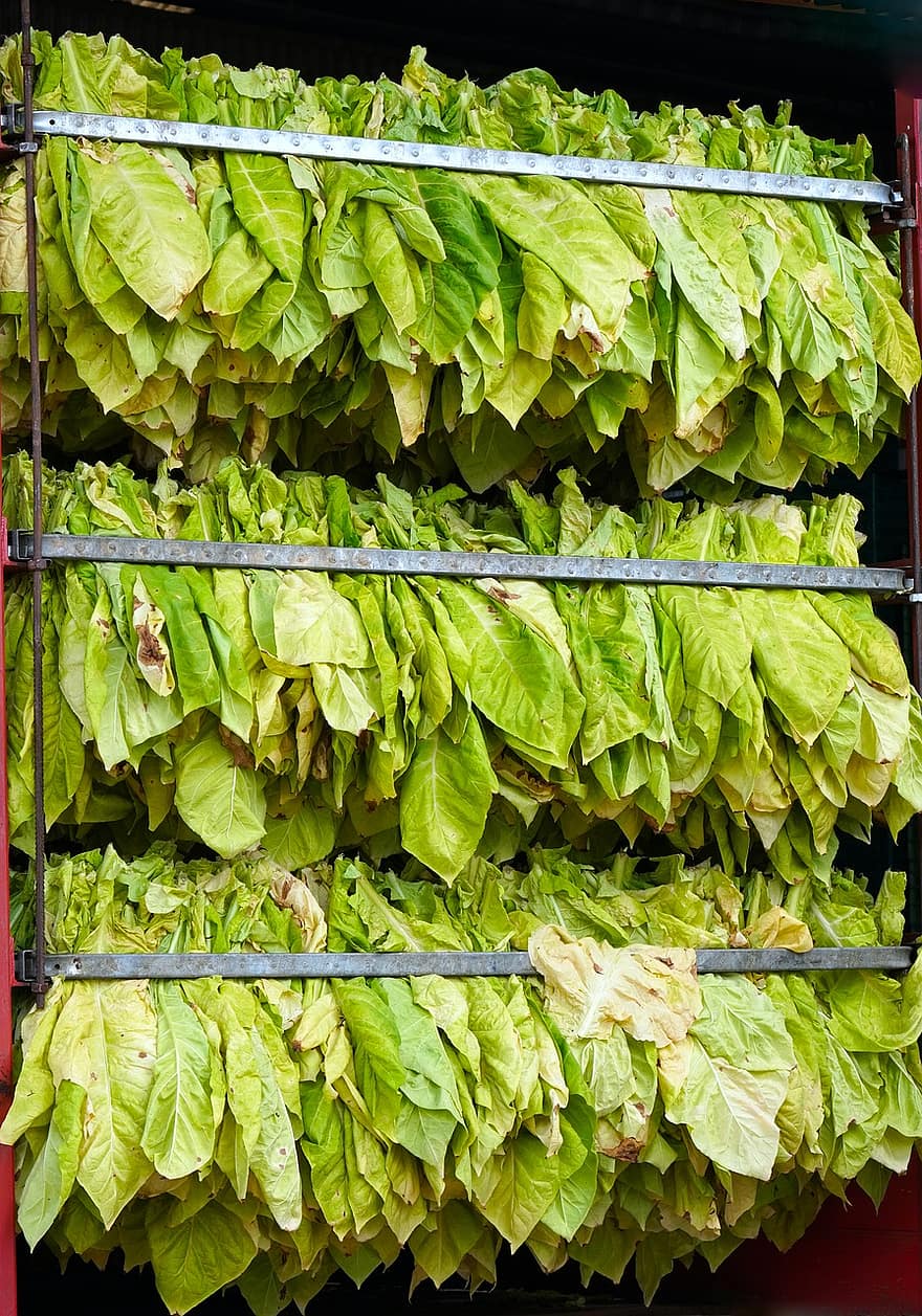 tabaco, cosecha, hojas