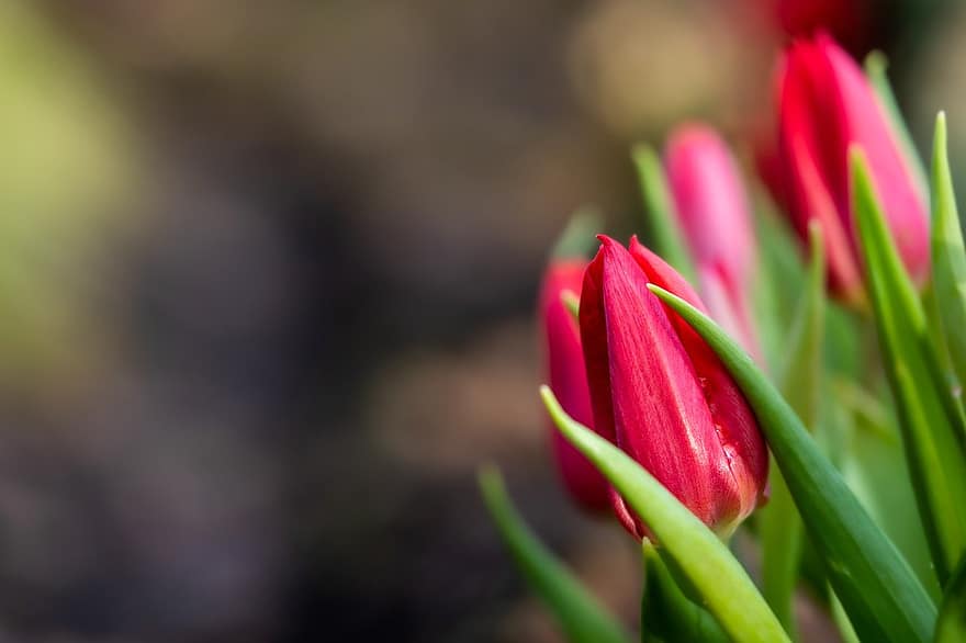 tulipes, flors, tulipes roses, flors de color rosa, primavera, jardí, florir, flor, planta, color verd, primer pla