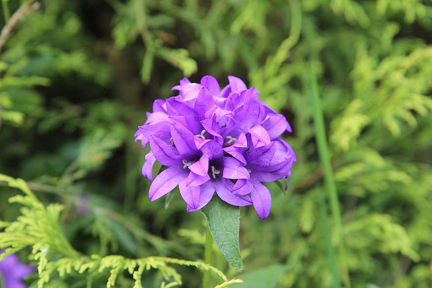 リンドウザキ、フラワーズ、工場、紫色の花、花びら、咲く、葉、庭園、自然