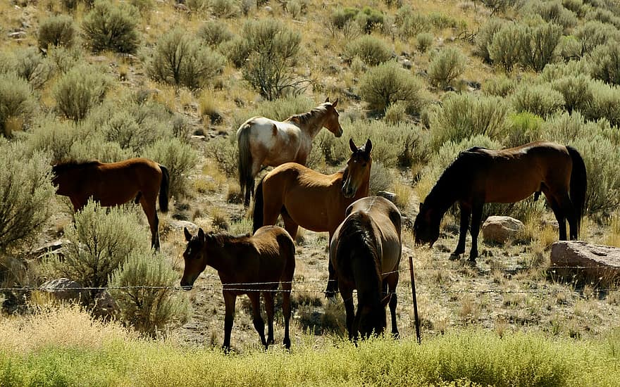 馬、マスタング、野生の馬、野生のマスタング、放牧、群れ、野生、西部の、ポニー、種牡馬、哺乳類