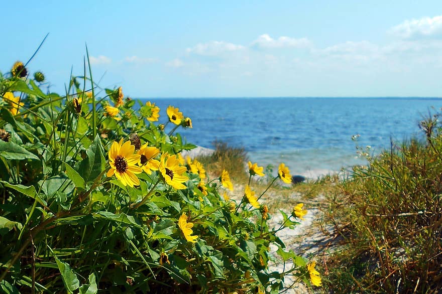 kwiaty, plaża, ścieżka, żółte kwiaty, odchodzi, rośliny, kwiat, słoneczniki, szlak, linia brzegowa, pobrzeże