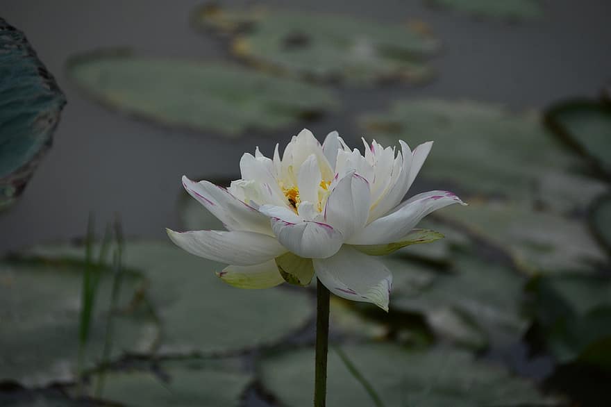 lotus, flor, llacuna, estany, llac, florir, bonic, flora, superfície de l'aigua, botànica, fulles