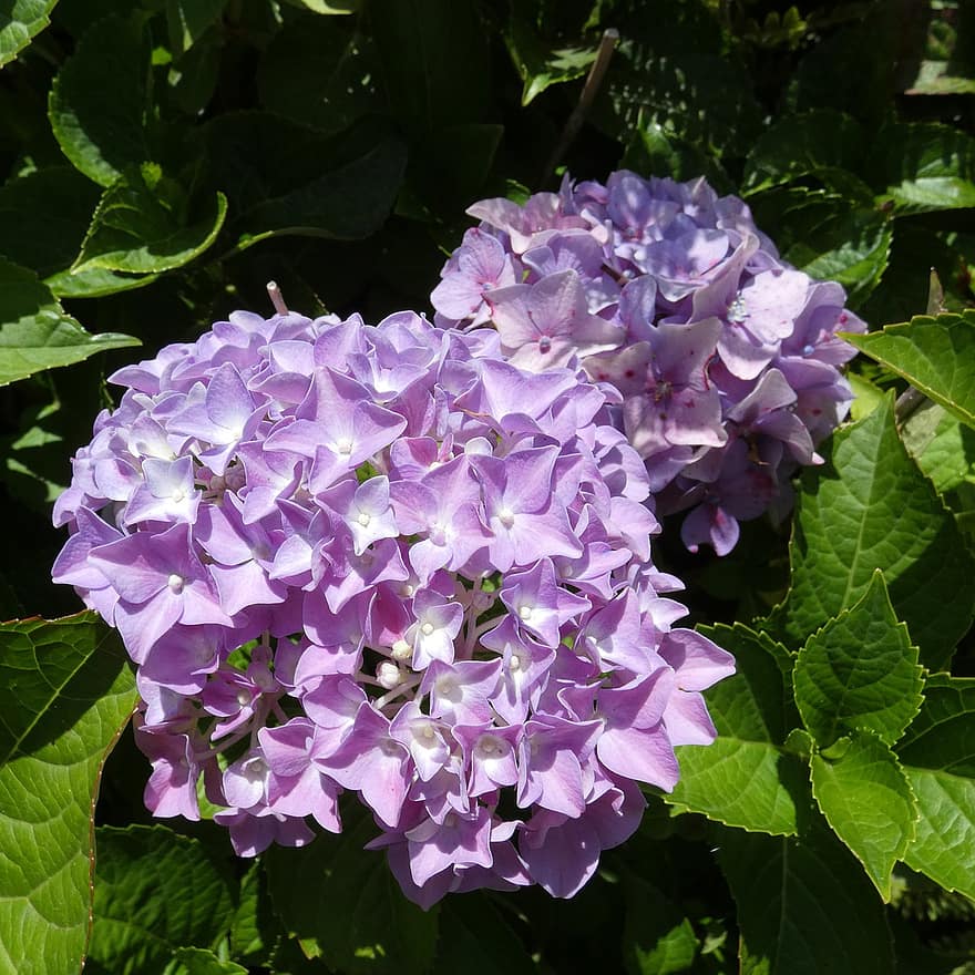 hortensie, flori, violet flori, petale, violete petale, a inflori, plante, frunze, inflori, floral