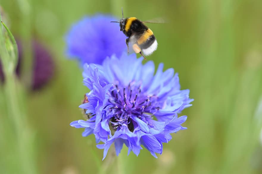 abeja, insecto, florecimiento de maíz, abejorro, flor azul, floración, planta, naturaleza