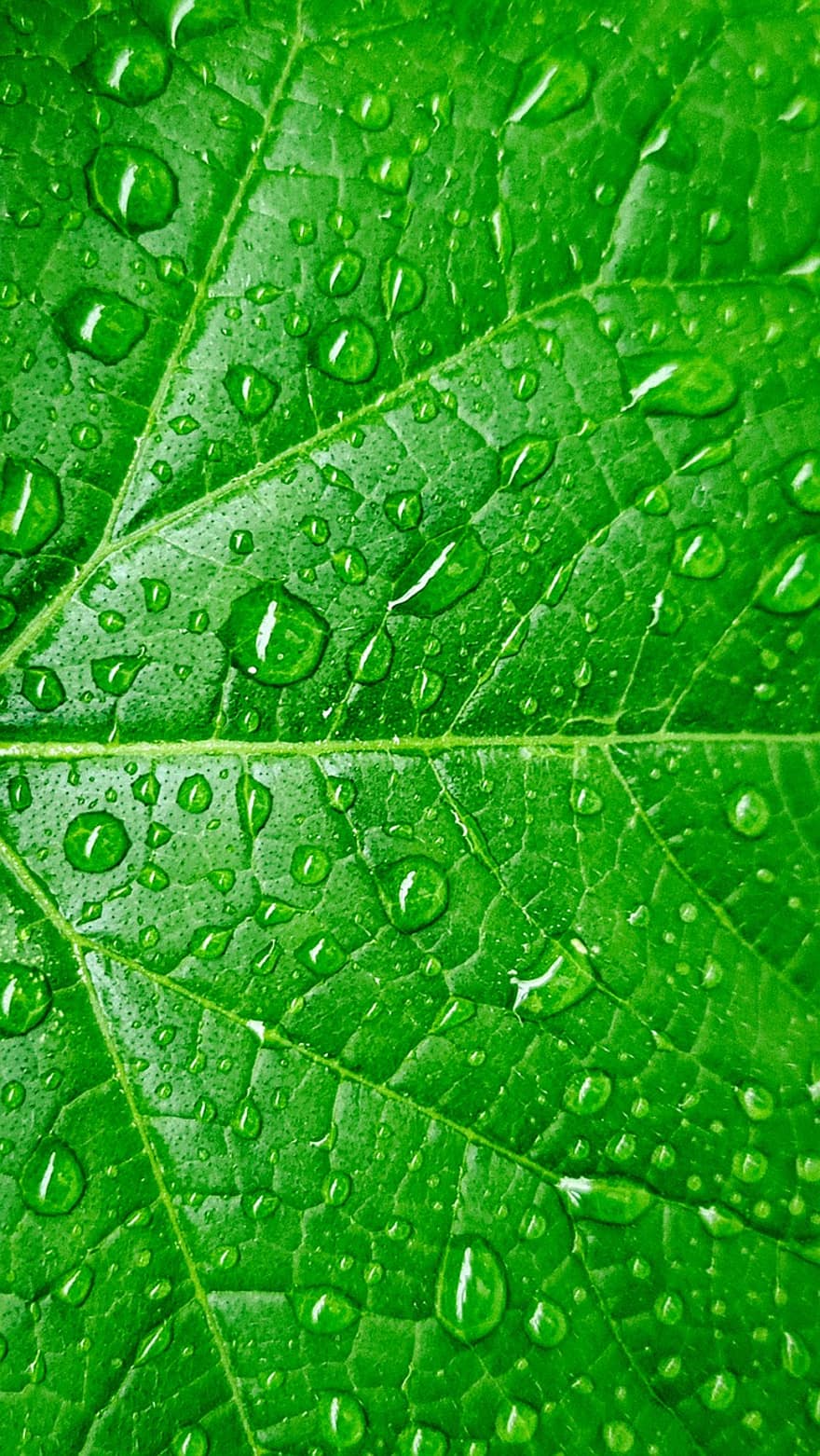 листо, зелен, роса, мокър, листа вени, растение, капки роса, дъждовни капки, природа