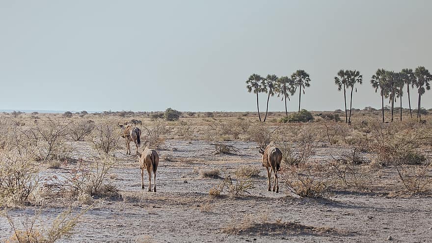 animaux, faune, safari, mammifères, la nature, région sauvage, sauvage, savane, parc national, etosha, Namibie