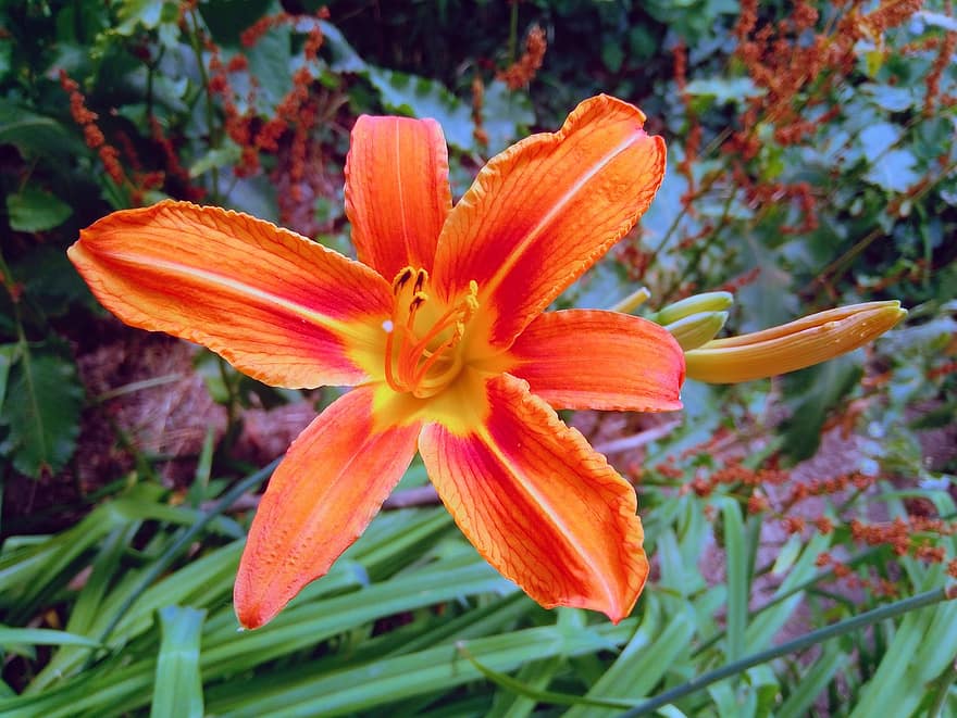 Lily, Bud, Garden, Flower, Bloom, Leaves, Petals, Nature, Orange, Flowers, In The Summer Of
