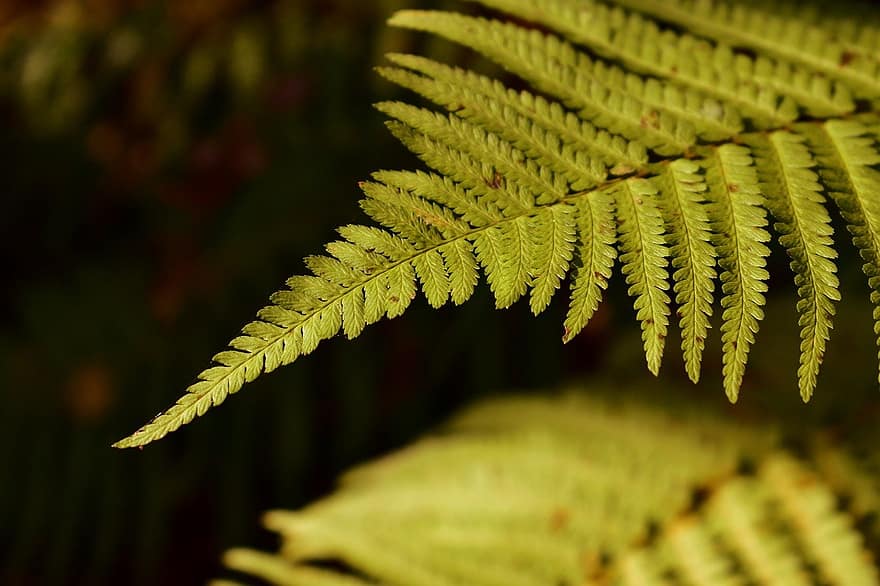 ferns, fronds, leaves, leaf, nature, plant, close-up, green color, forest, fern, outdoors