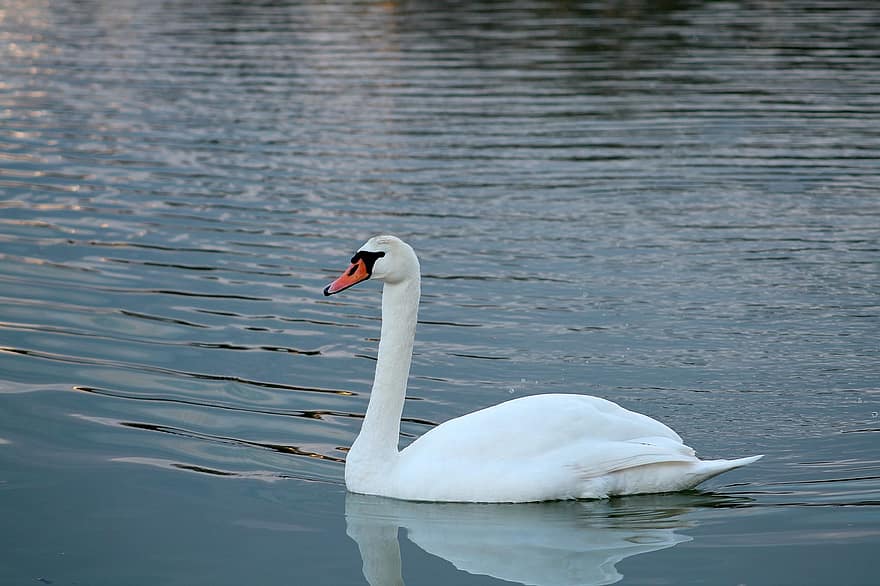 Swan, Bird, Feather, Plumage, Bill, Lake, Reflection, Nature, Water, Animal, Water Bird