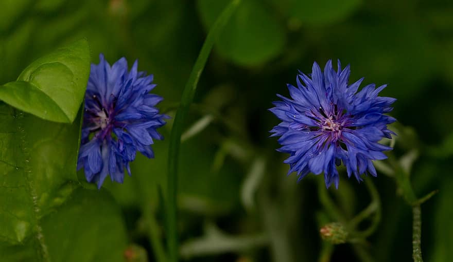 blomma, blåklint, kronblad, stjälkar, löv, lövverk, centaurea cyanus, spyfluga, Bluecup, Blå Blob, blå motorhuvud
